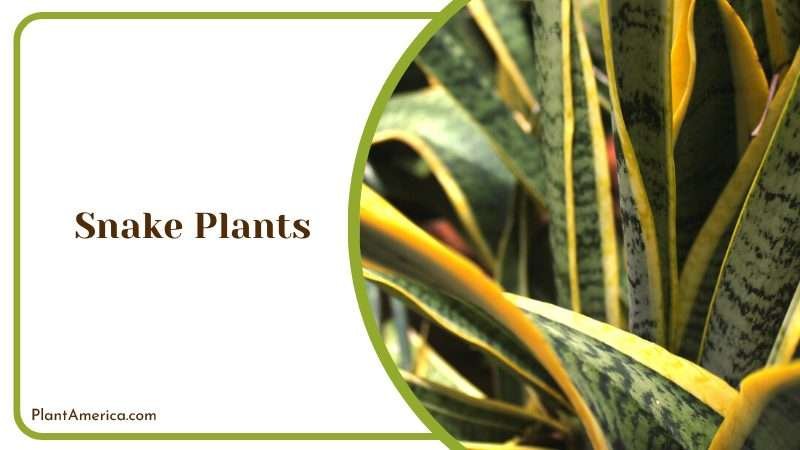 Snake Plants Growing in a Pot Plant America