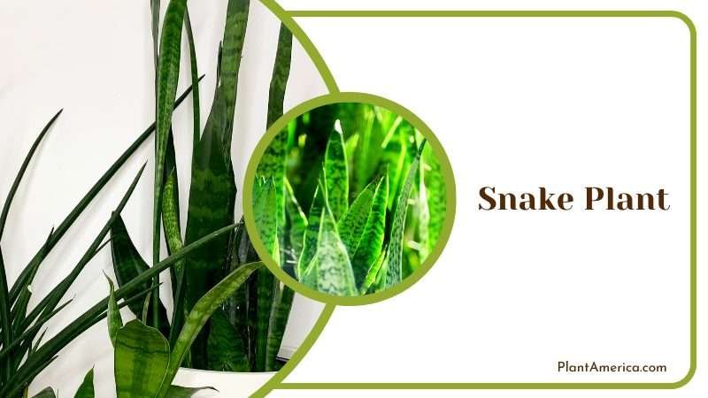 Snake Plants Inside a House Plant America Snake Plants Inside a House Plant America