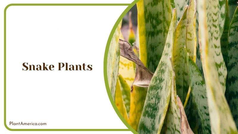 Snake Plants Plant America Snake Plants Plant America