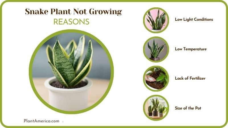 Snake plant leaves slowly growing straight Plant America
