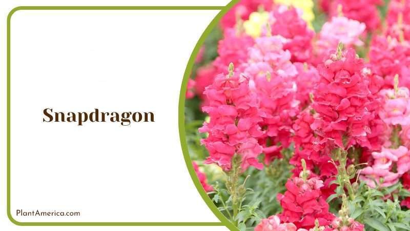 Snapdragon Flower Plant America Snapdragon Flower Plant America