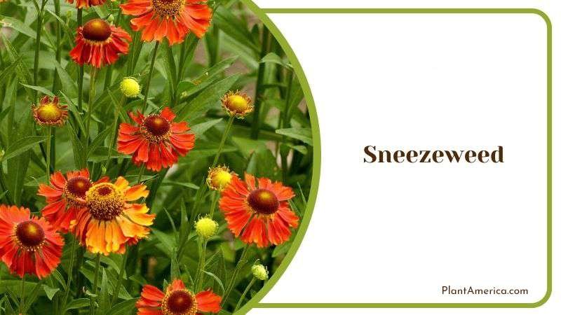 Sneezeweed Plant America