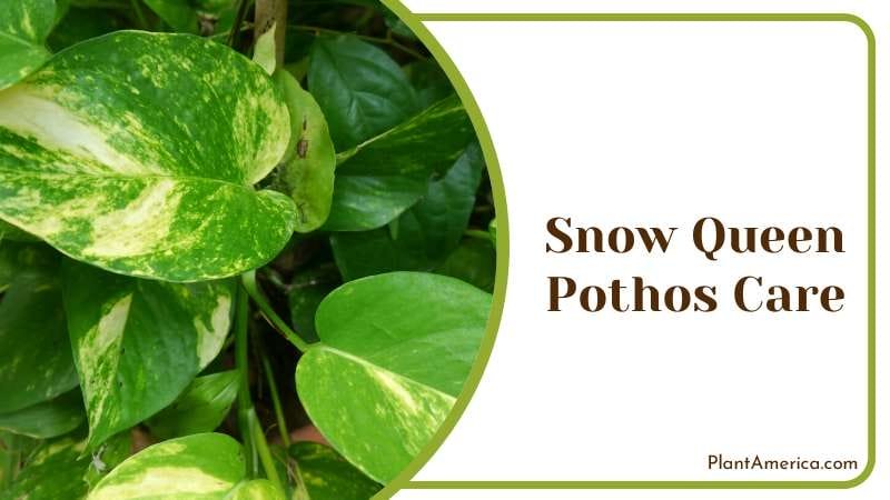 Snow Queen Pothos Care Plant America