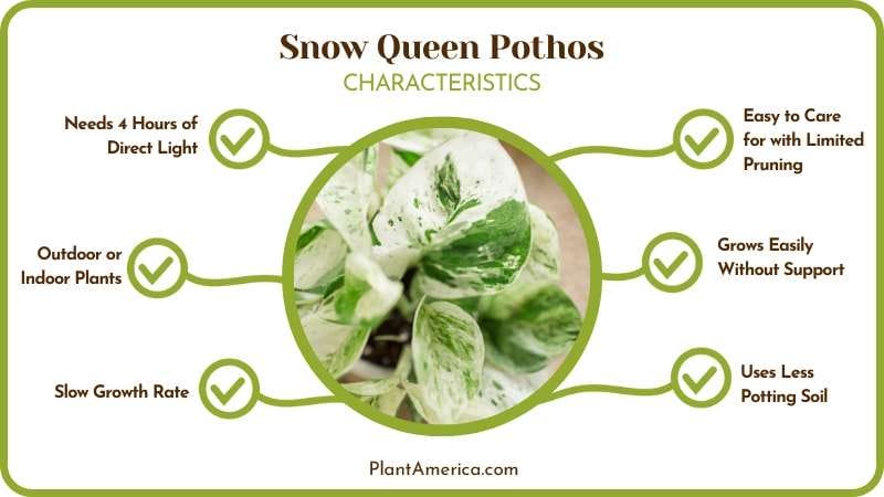 Snow Queen Pothos Plant America