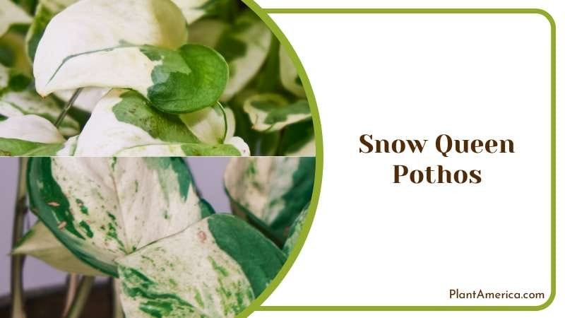 Snow Queen Pothos Plants Plant America