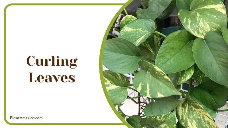 Snow Queen pothos curling Leaves Plant America