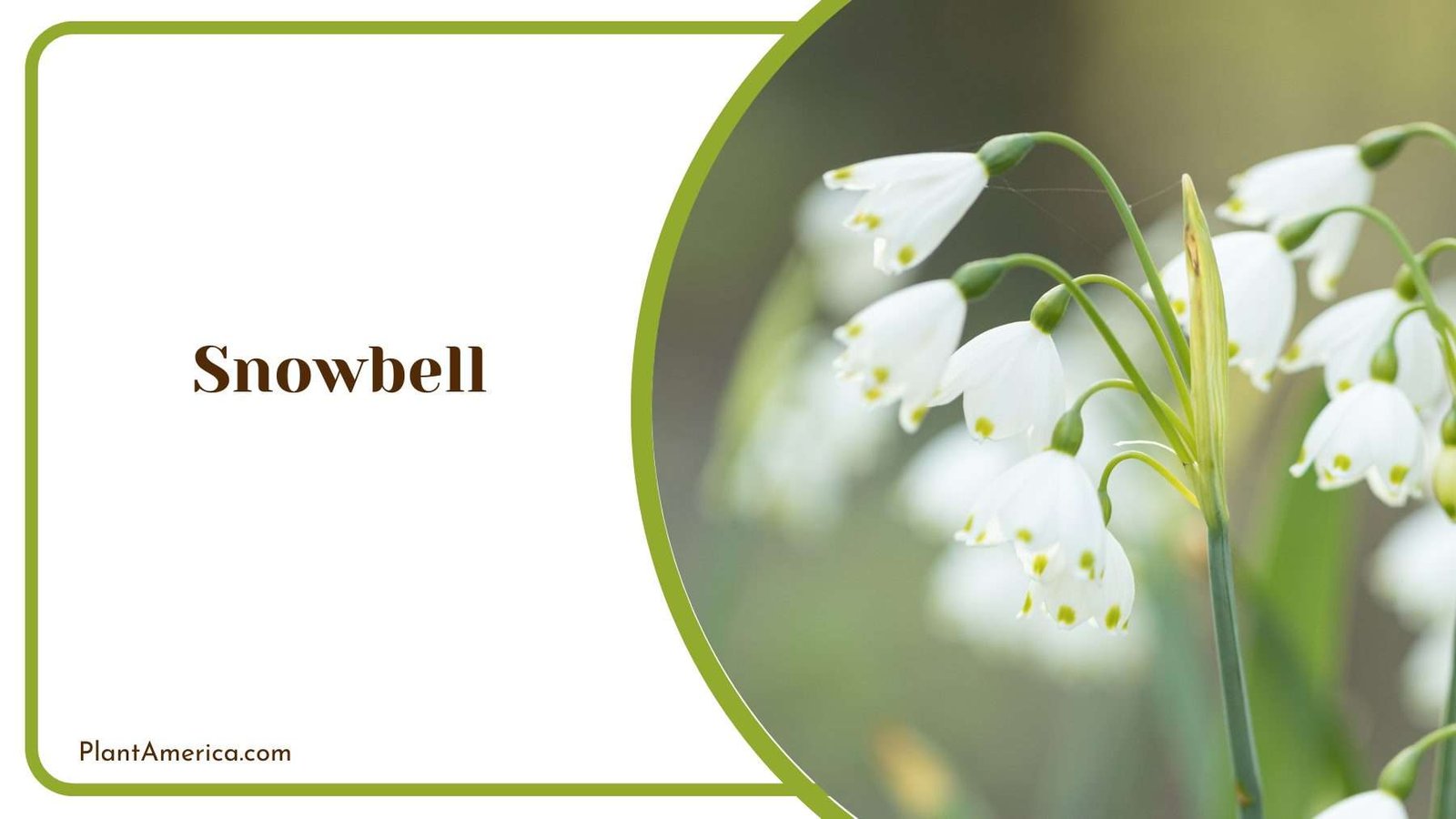Snowbell Flower Plant America