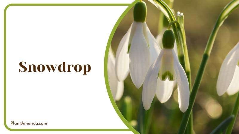 Snowdrop Growing Conditions PlantAmerica