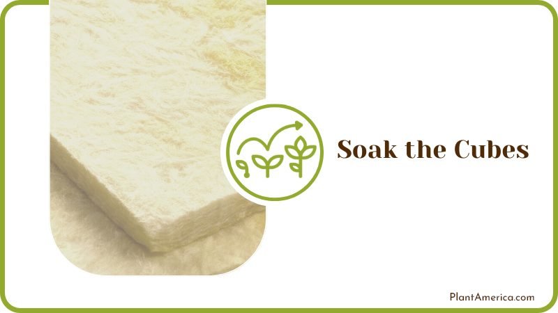 Soak Rockwool Cubes Plant America Soak Rockwool Cubes Plant America