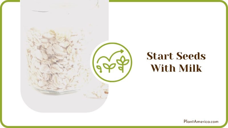 Soaking Seeds in Milk Plant America