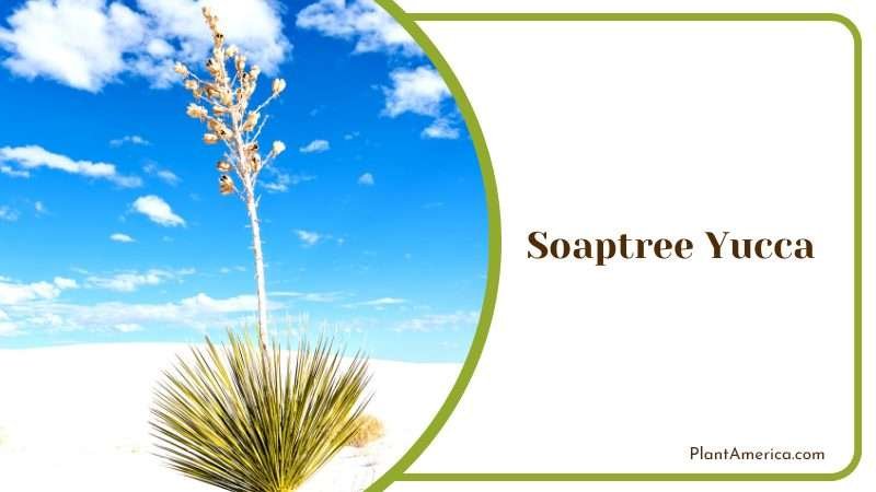 Soaptree Yucca on a White Sand Dune Plant America