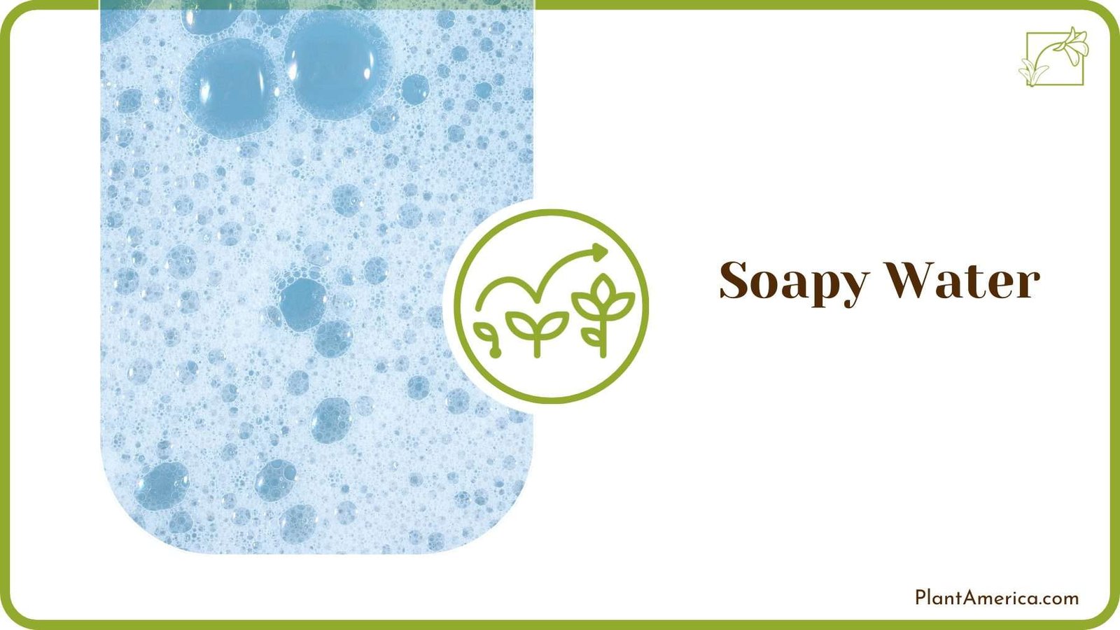 Soapy Water As a Trap PlantAmerica