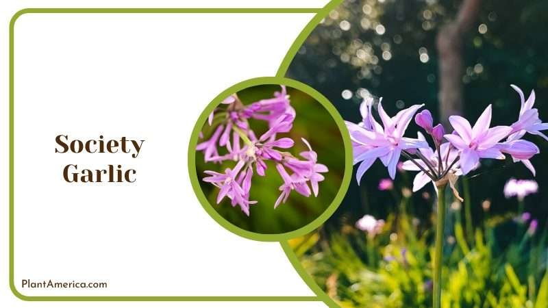 Society Garlic Glowers in Garden Plant America