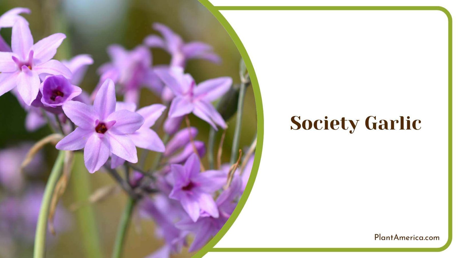 Society Garlic In The Home Plant America
