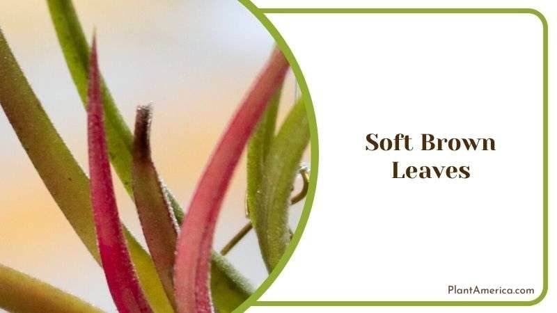 Soft Brown Leaves of Tillandsia Plants Plant America