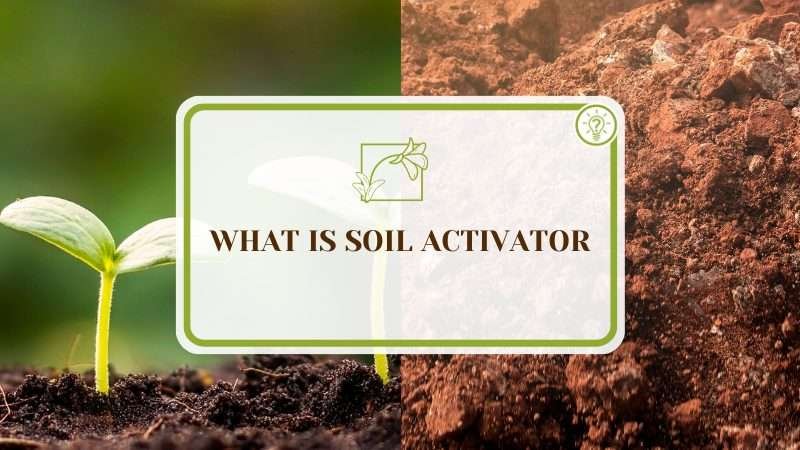 What Is Soil Activator? Benefits and Applications - Plant America