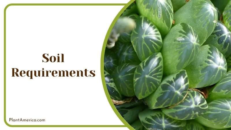 Soil Adjustment for Haworthia Cooperi Plant America