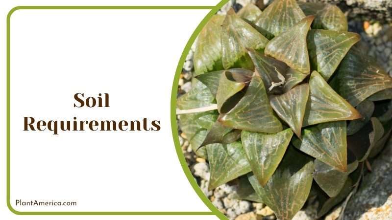 Soil Adjustment for Haworthia Retusa Plant America