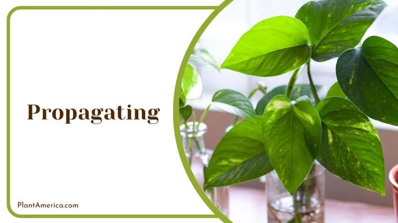 Soil Adjustment for Haworthia Retusa PlantAmerica