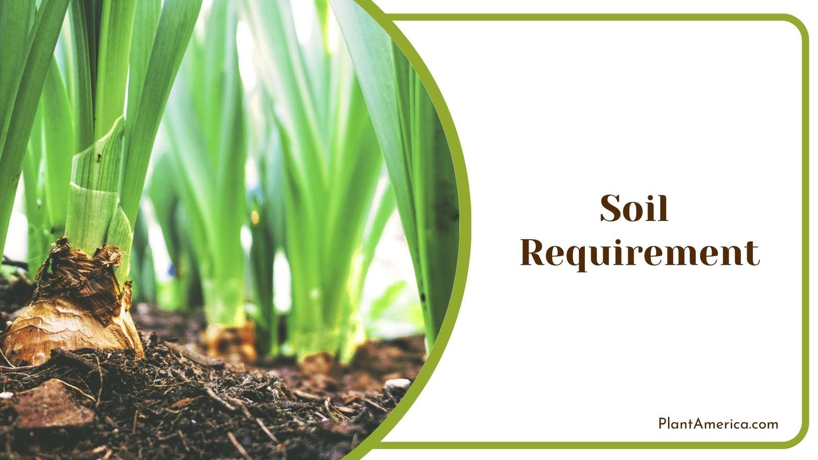 Soil And Plants Plant America