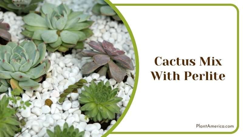 Soil And Substrate Cactus Mix With Perlite Plant America