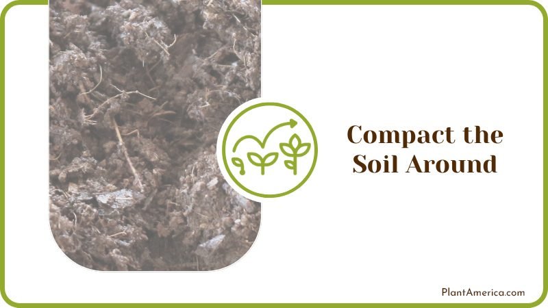 Soil Around Globe Plant America