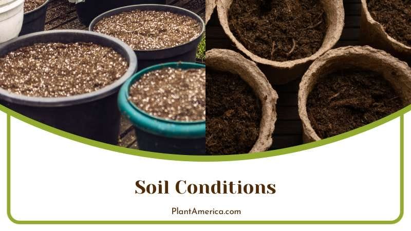 Soil Conditions for Silver Philodendron Plant America