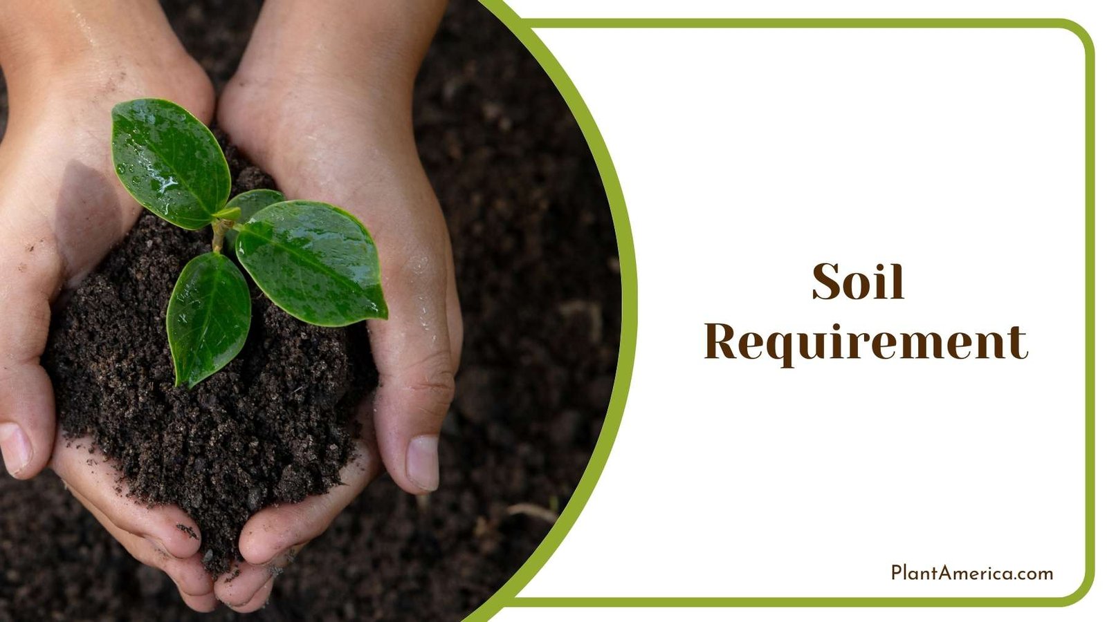 Soil For Gardening In Hand of A Human Plant America