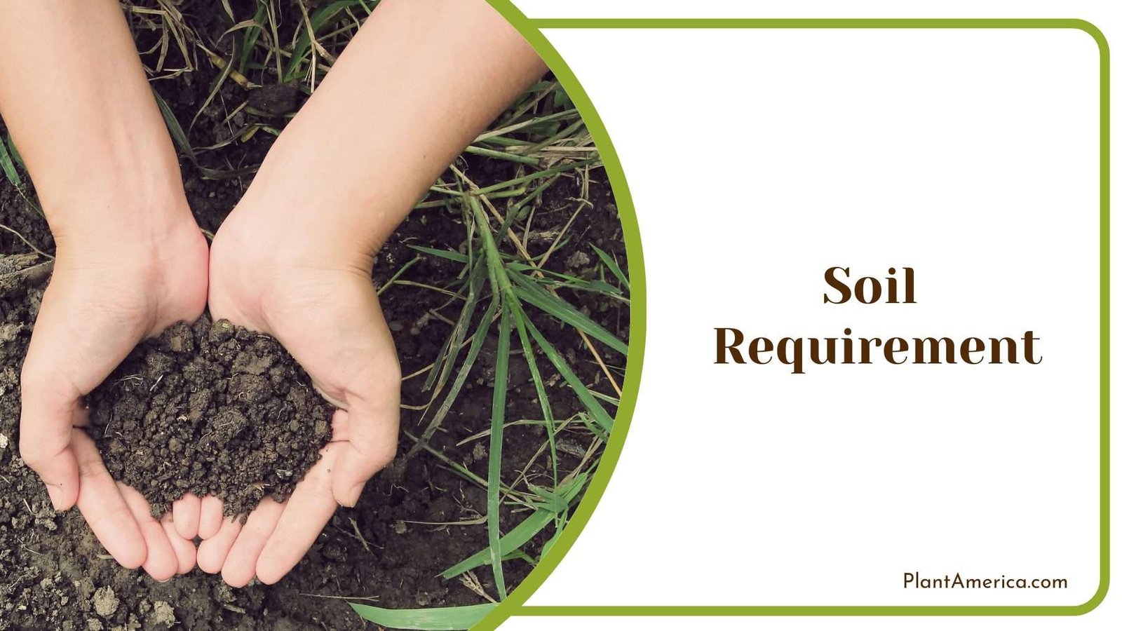 Soil In Hand Of a Person Plant America