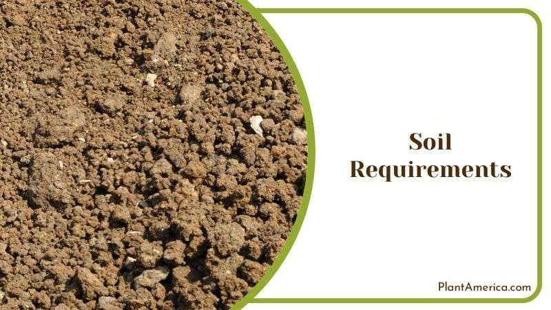 Soil Mix for Heart Fern Plant Plant America Soil Mix for Heart Fern Plant Plant America