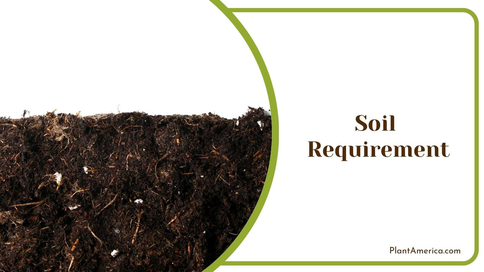 Soil On White Background Plant America