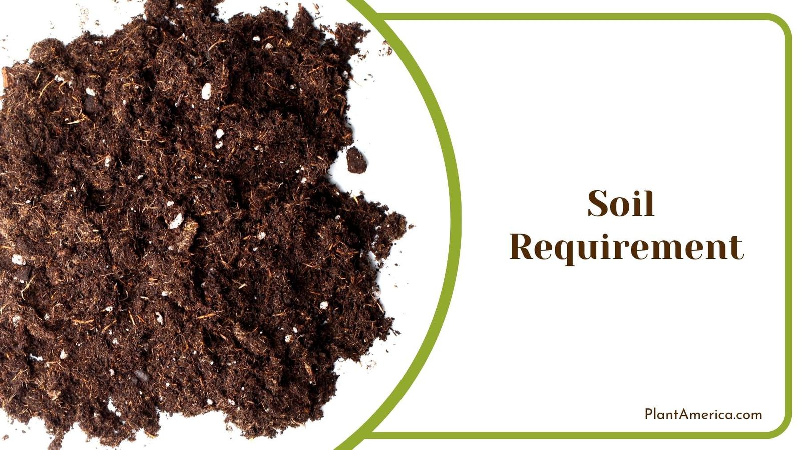 Soil On a White Background Plant America Soil On a White Background Plant America