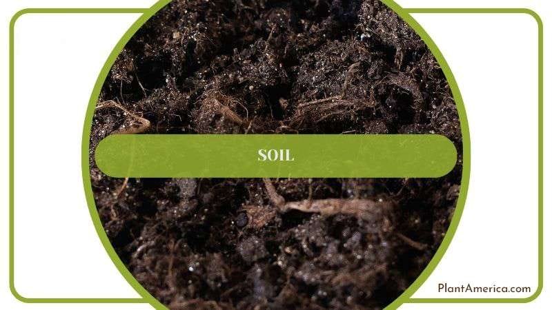 Soil Preparation for Bamboo Plantamerica