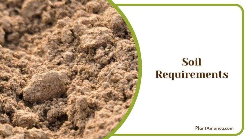 Soil Preparation for Elderberry Plant Plant America Soil Preparation for Elderberry Plant Plant America