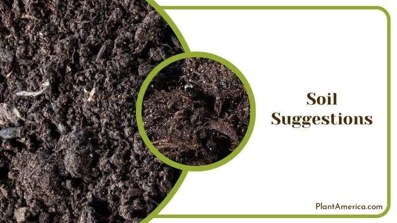 Soil Preparation for Ficus Audrey Plant America