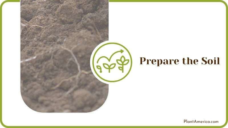 Soil Preparation for Japanese Boxwood Plant America