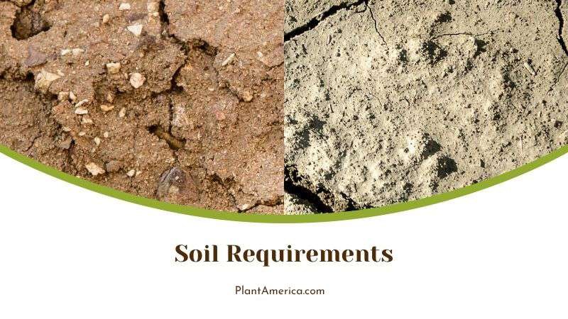 Soil Preparation for Magic Rose Plant Plant America