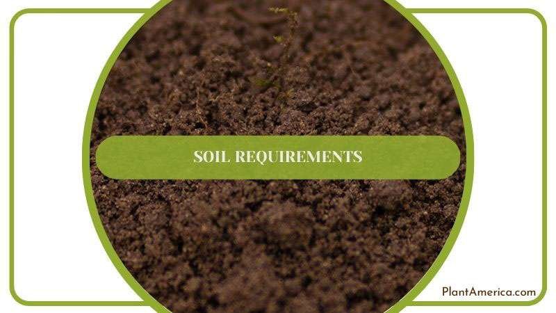 Soil Preparation of Anthurium Wendlingeri ~ PlantAmerica Soil Preparation of Anthurium Wendlingeri ~ PlantAmerica