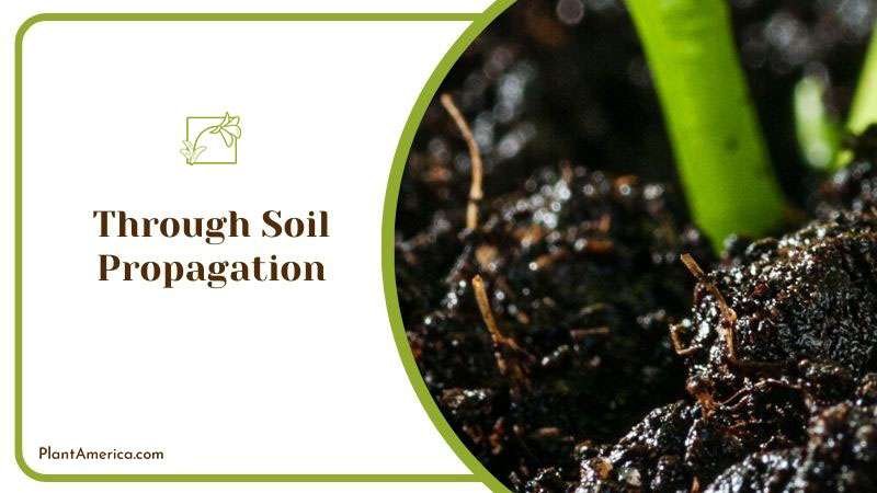 Content Images List Post Admirable Fireburst Anthurium for Ind