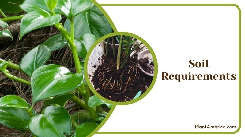 Soil Requirements Of Philodendron Lacerum Plant America