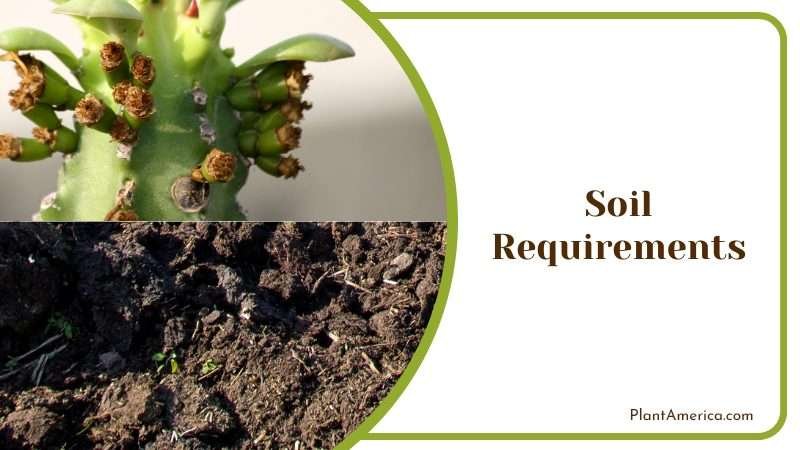 Soil Requirements for Euphorbia Trigona Plant America