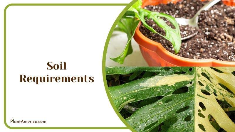 Content Image Plant Profile Sujon Soil Requirements for Monste