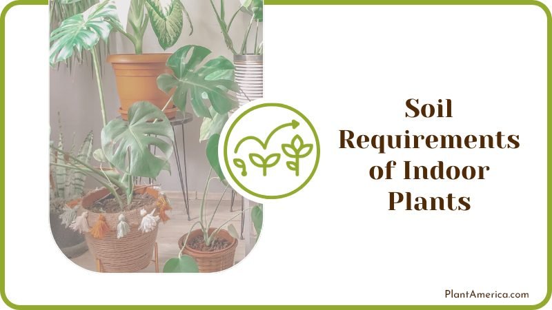 Soil Requirements of Indoor Plants Plant America