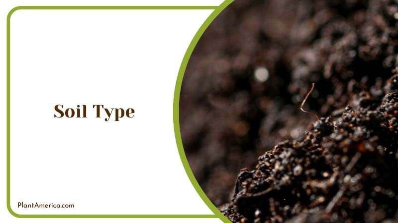 Soil Type for Monstera Plants ~ PlantAmerica