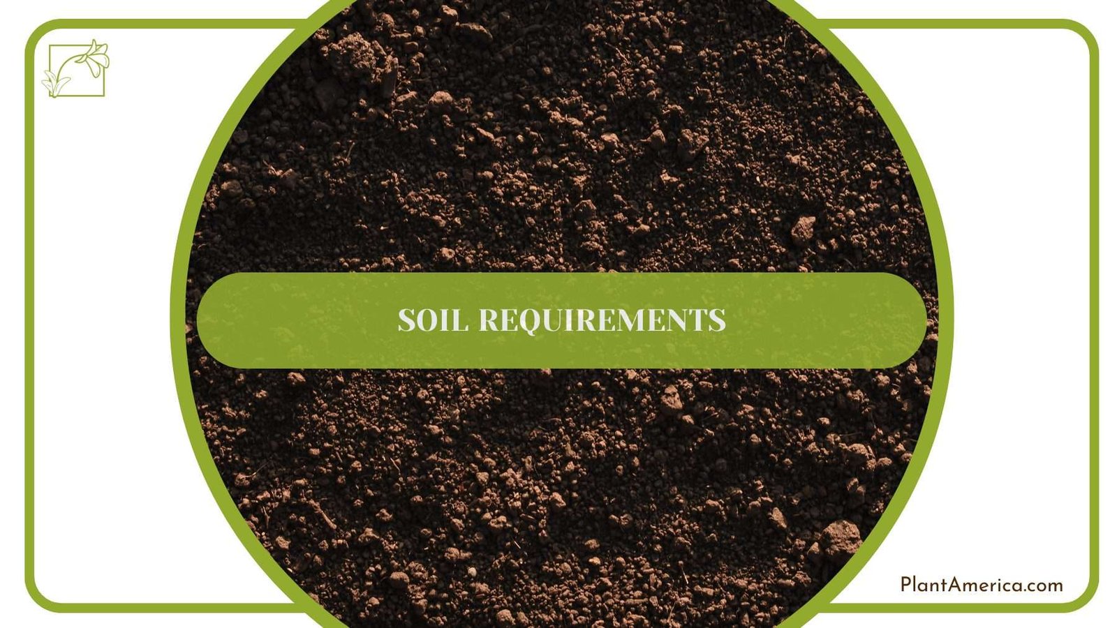 Soil for Creeping Charlie PlantAmerica Soil for Creeping Charlie PlantAmerica
