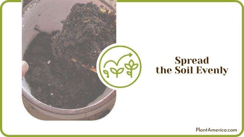 Soil for Repotting Large plants Plant America Soil for Repotting Large plants Plant America