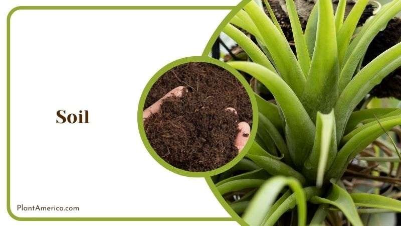 Soil for Tillandsia Bulbosa Plant America