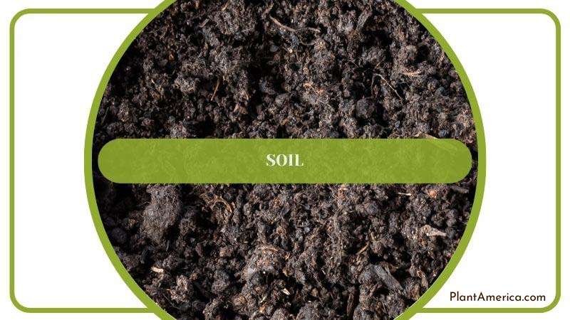Soil for Transplanted Cattails Plant America