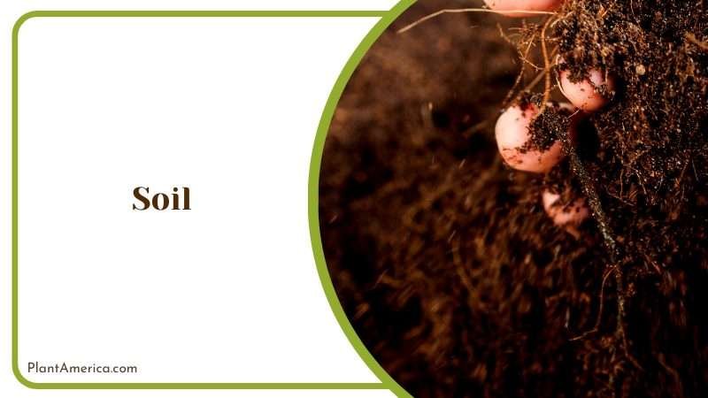Soil in a Formal Garden Plant America