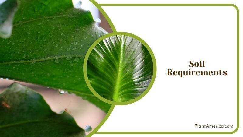 Soil required for Begonia Foliosa ~ Plant America